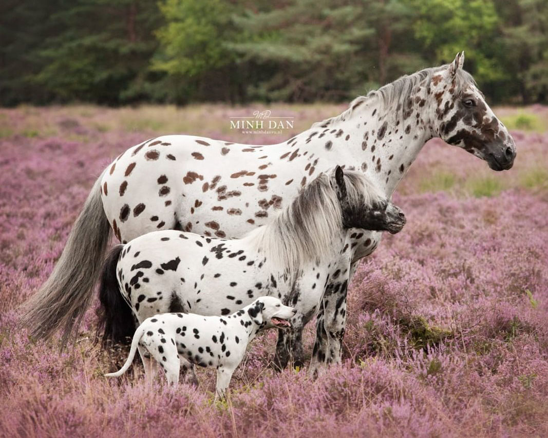 Greetje Arends-Hakvoort - Nevada, Napoleon and Jack Sparrow